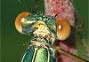 Weidenjungfer - Lestes viridis